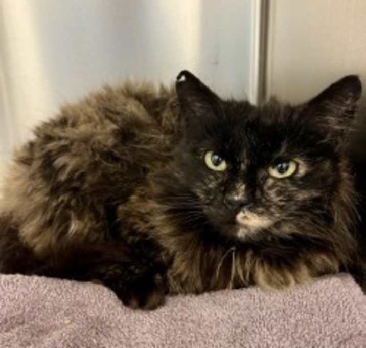 Photo of Bramble