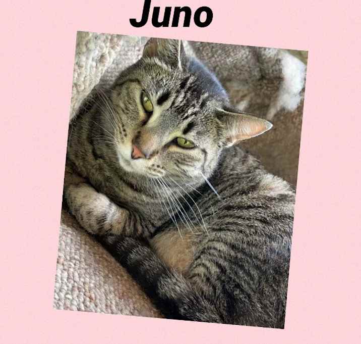 Photo of Juno