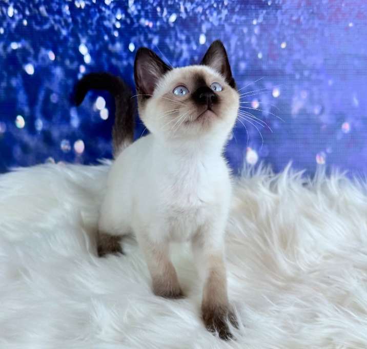 Photo of Gizmo