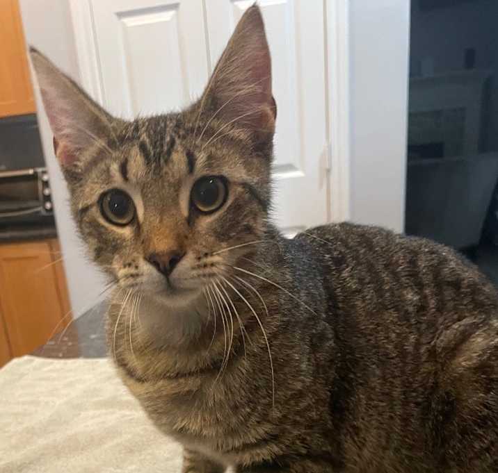 Photo of Romeo