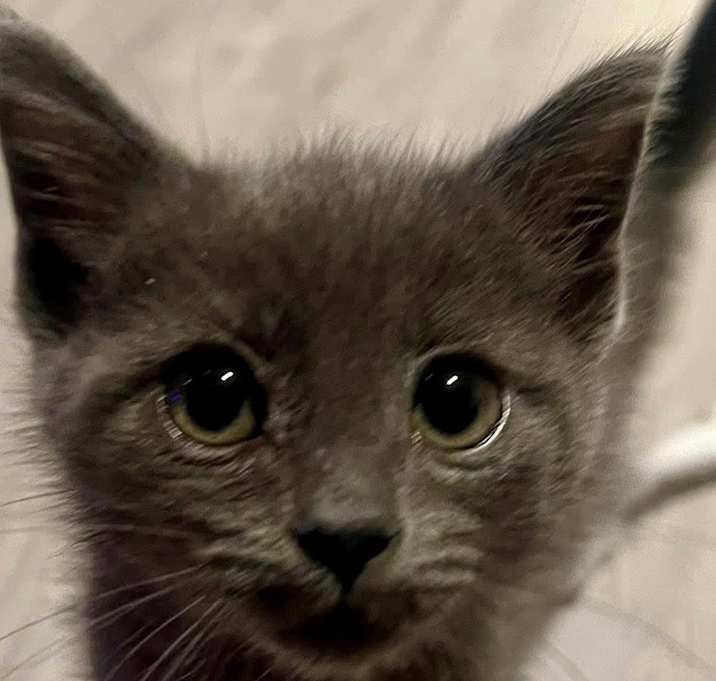 Photo of Pogo