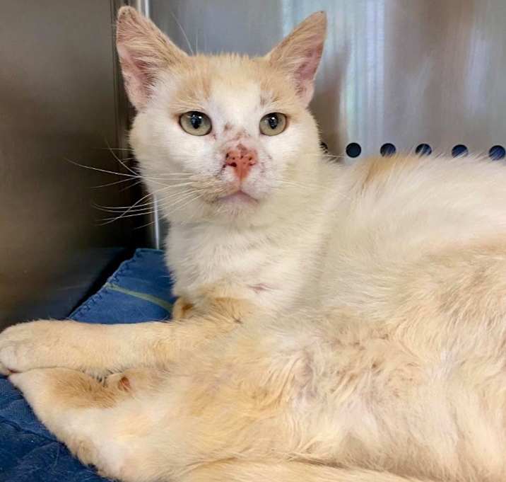 Photo of Cheeto
