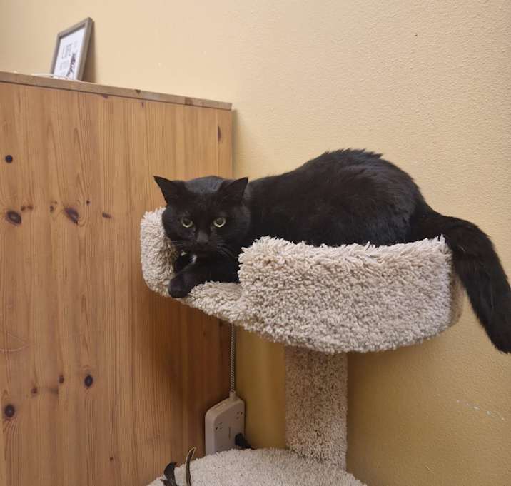 Photo of Plum