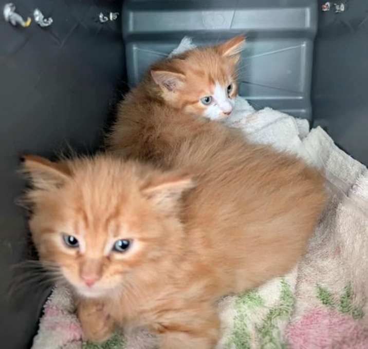 Photo of Willie - At shelter