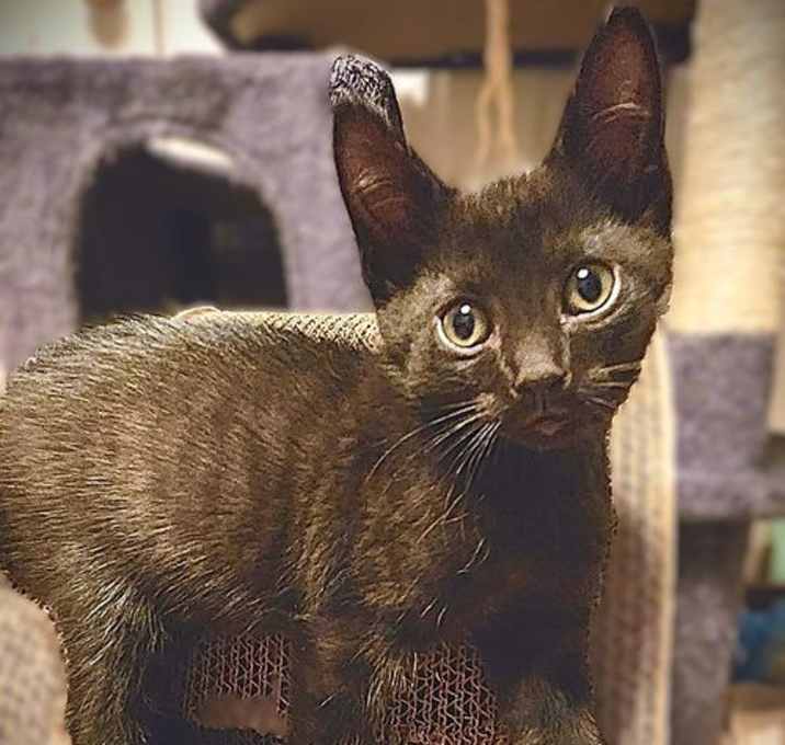Photo of Peanut