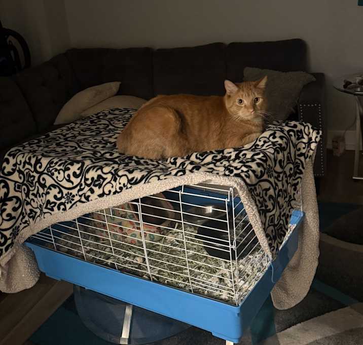 Photo of Lasagna and Ravi