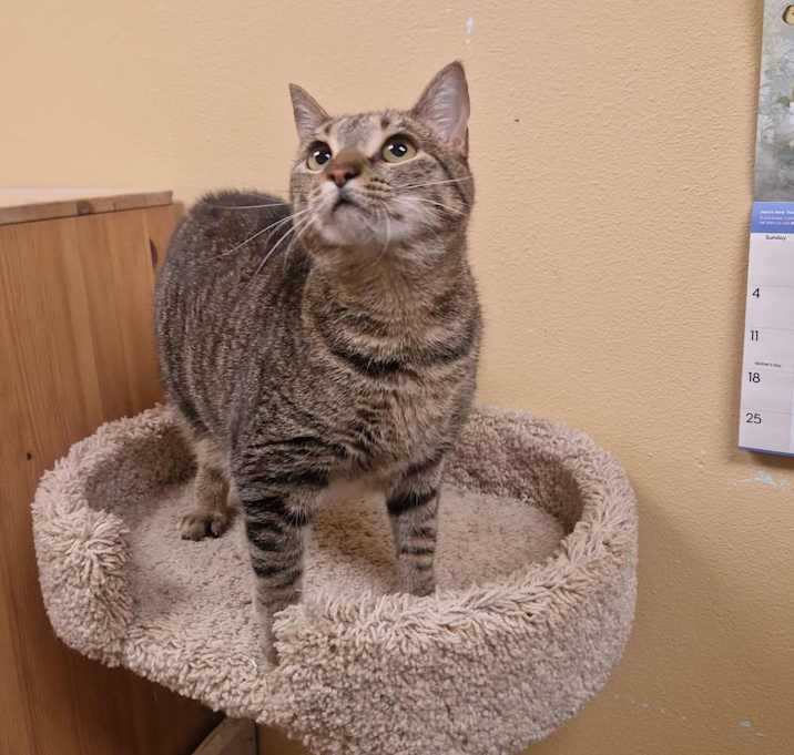 Photo of Juniper