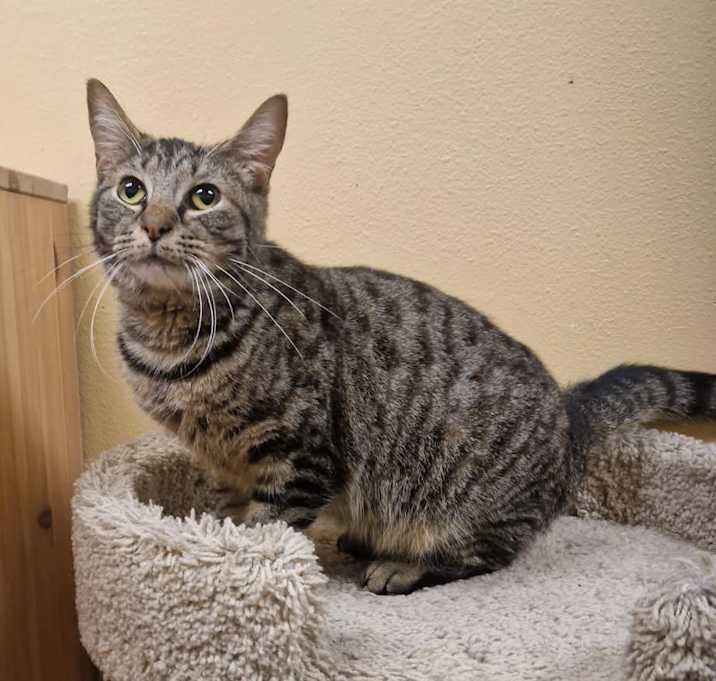 Photo of Ginger