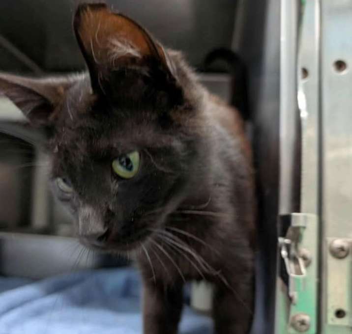 Photo of Royal: At shelter