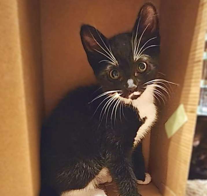 Photo of Cricket