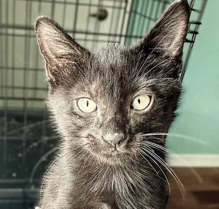 Photo of Hoisin