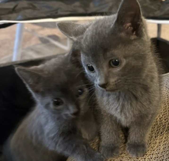 Photo of Bella and Lily
