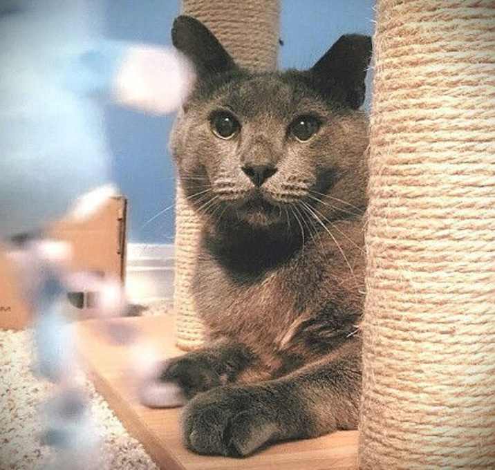Photo of Biski