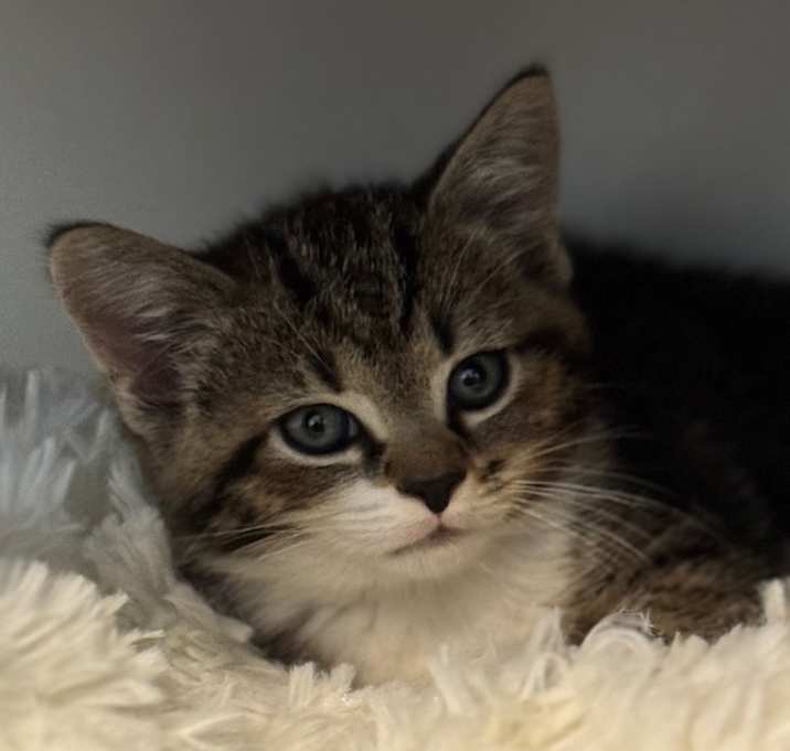 Photo of Artemis