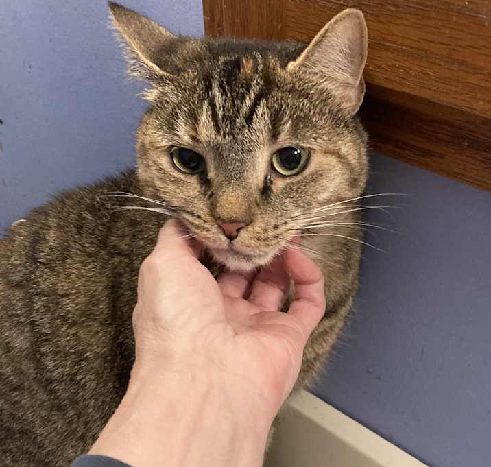 Photo of Monique bonded with Manfield