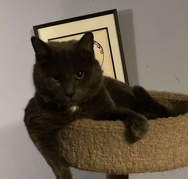 Photo of Manfield bonded with Monique