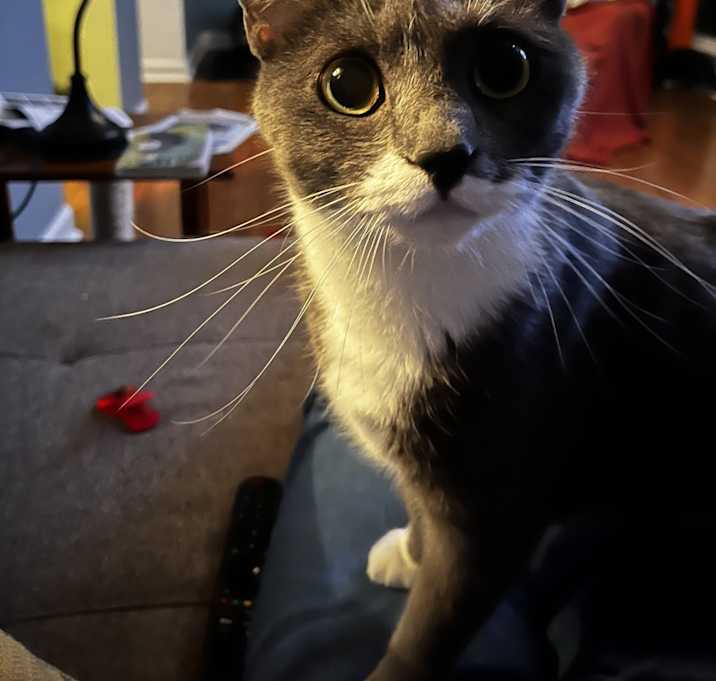 Photo of Bowser