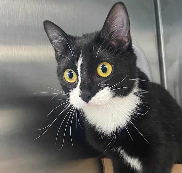 Photo of Gloria Whiskers - Petsmart Belleville