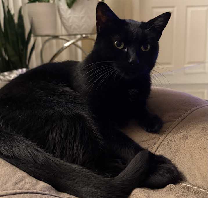 Photo of Loki
