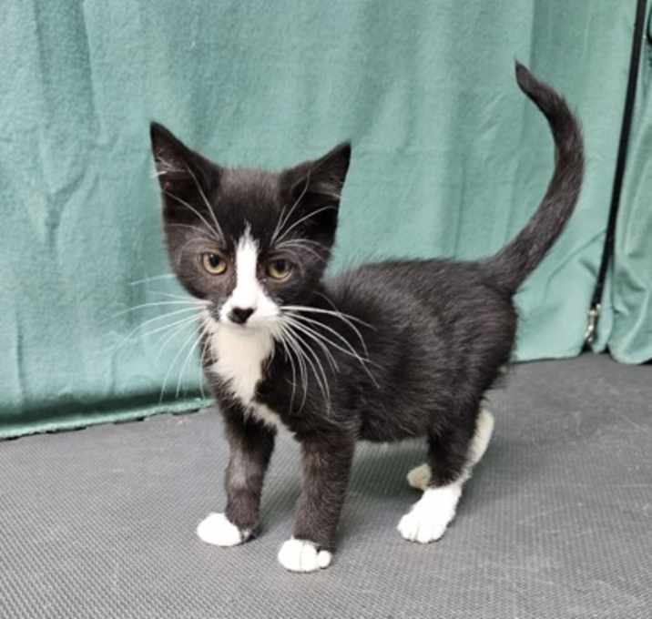 Photo of Bentley