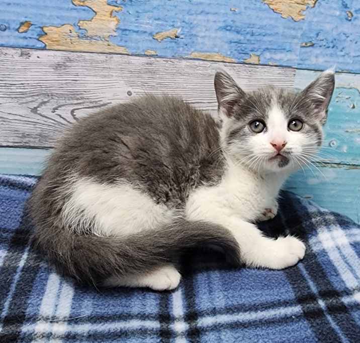 Photo of Taco