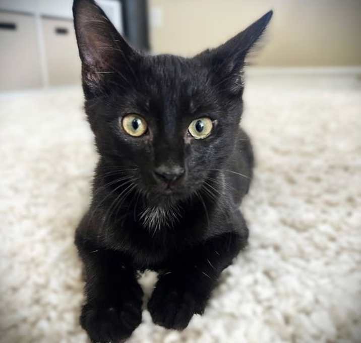 Photo of Ponzu