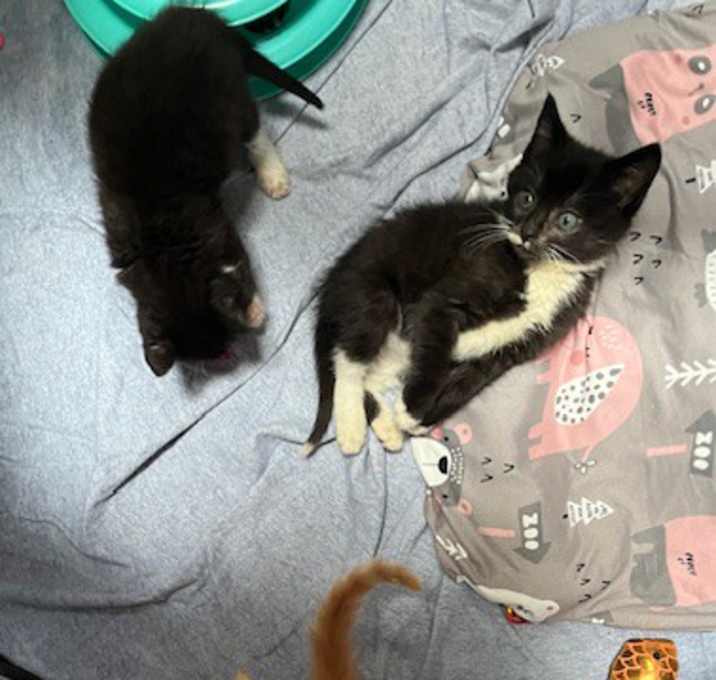 Photo of 3 NEW ARRIVALS!