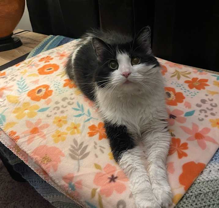 Photo of Oreo Cookie