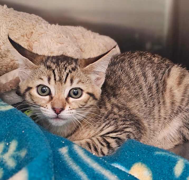 Photo of Pixie