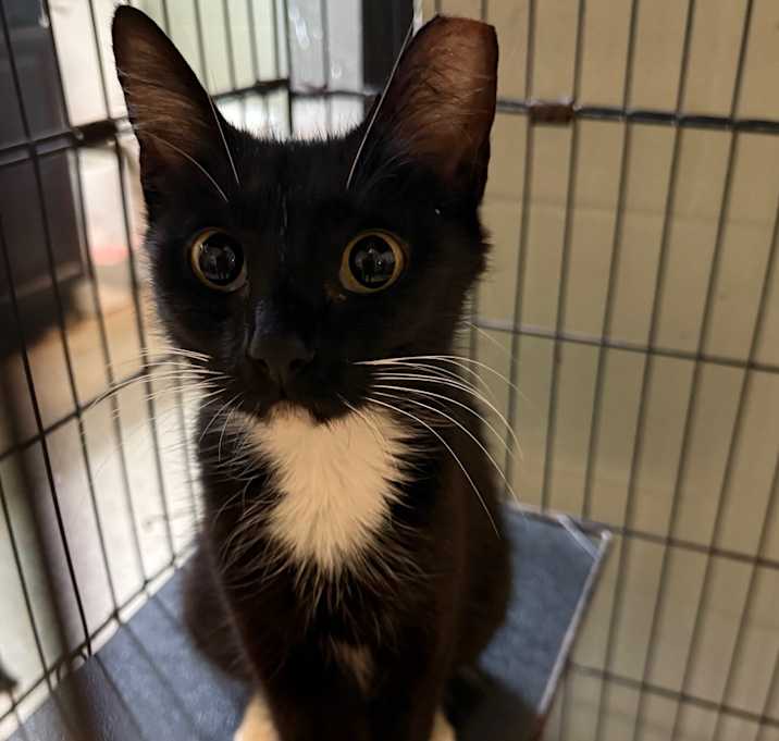 Photo of Calypso