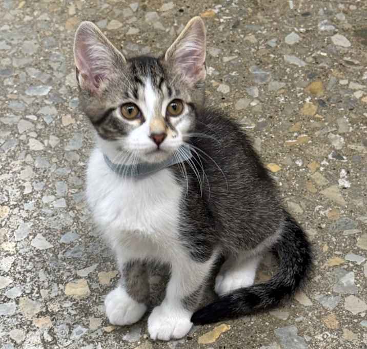 Photo of Oscar