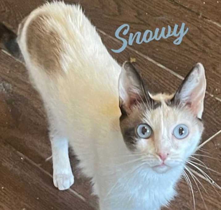Photo of Snowy #crystal-blue-eyes