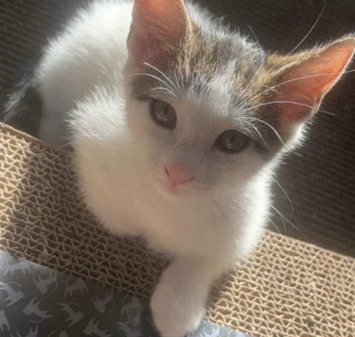 Photo of Rowdy