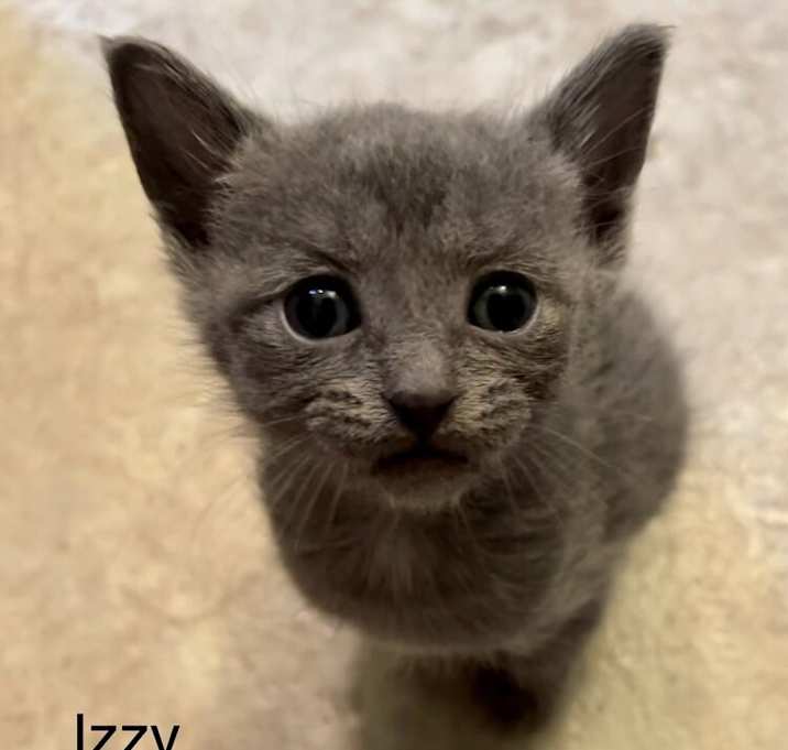 Photo of Izzy