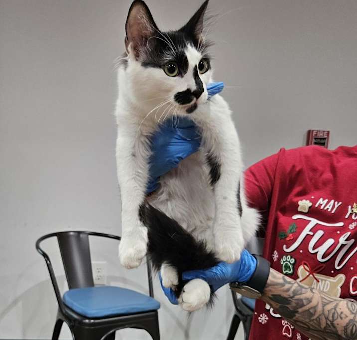 Photo of Hansel