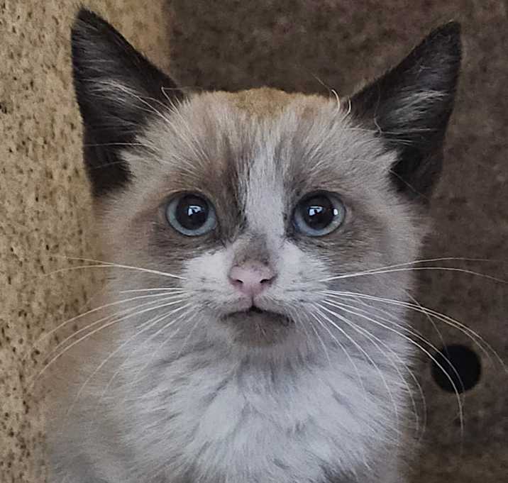 Photo of Chowder