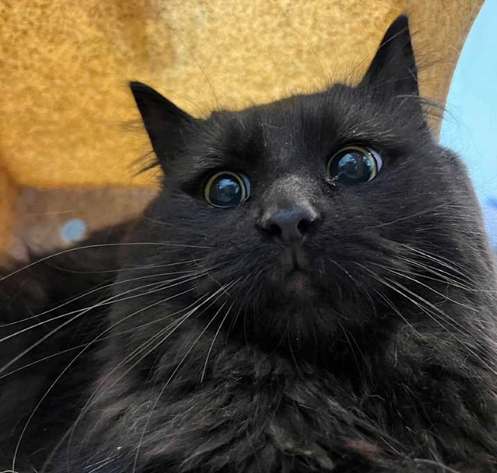 Photo of Corvus