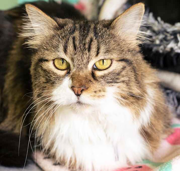 Photo of Lady Socks