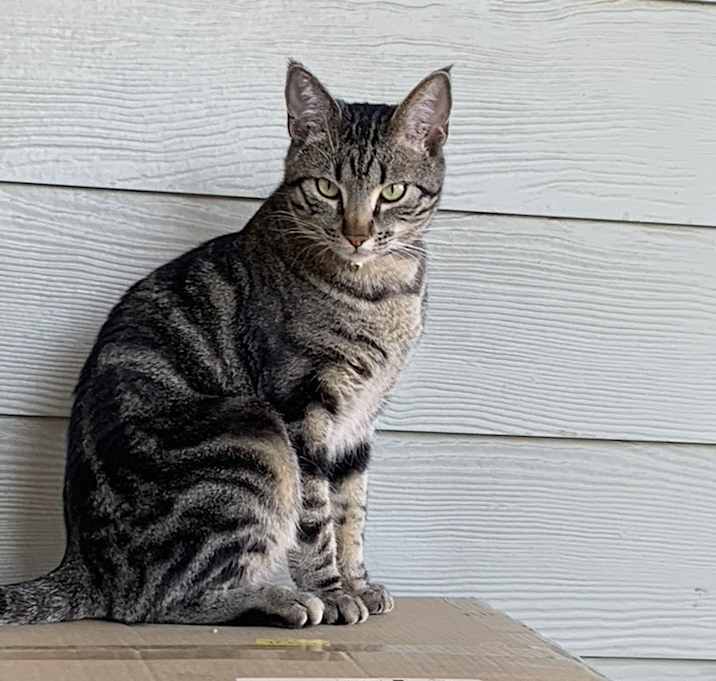 Photo of Apollo