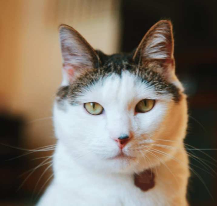 Photo of Caspi
