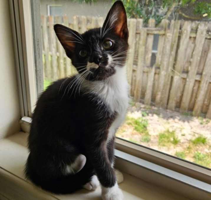 Photo of Inky