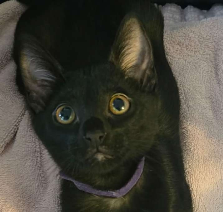 Photo of Shiloh