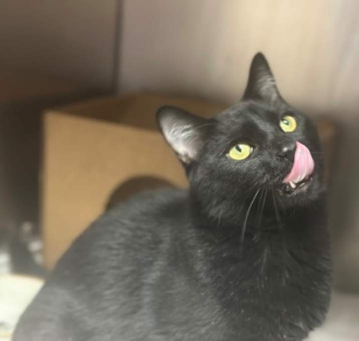 Photo of Binx