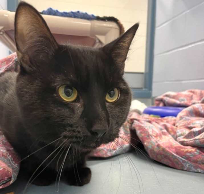 Photo of Zorro-Kitchener