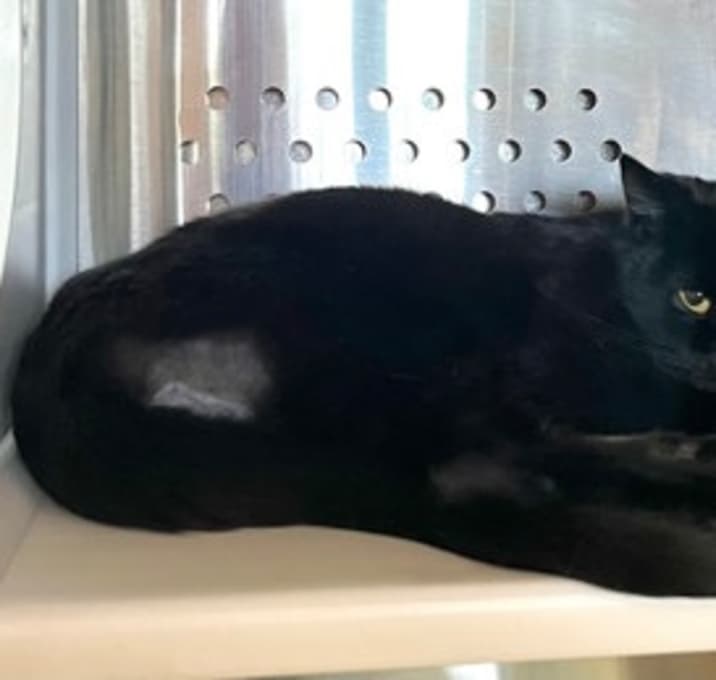 Photo of Carlisle FIV+