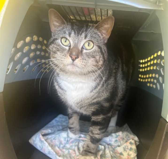 Photo of Stitch