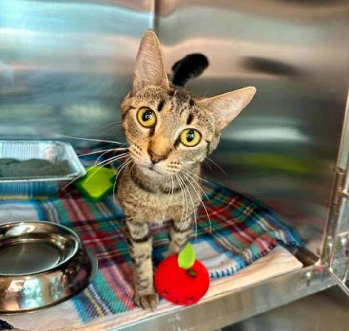 Photo of Kitty Purry