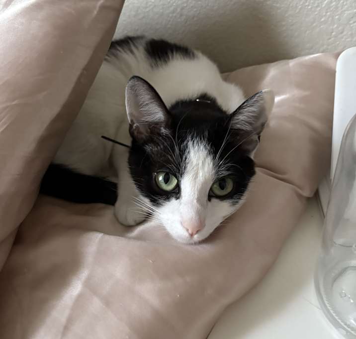 Photo of Oreo