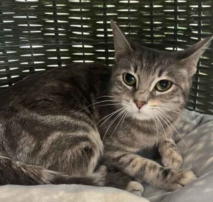 Photo of Miss Kitty