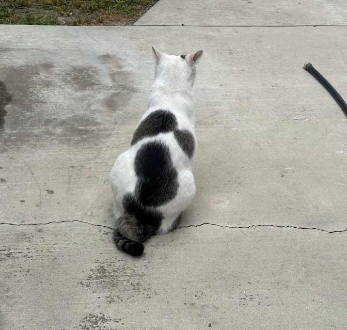 Photo of Hansel